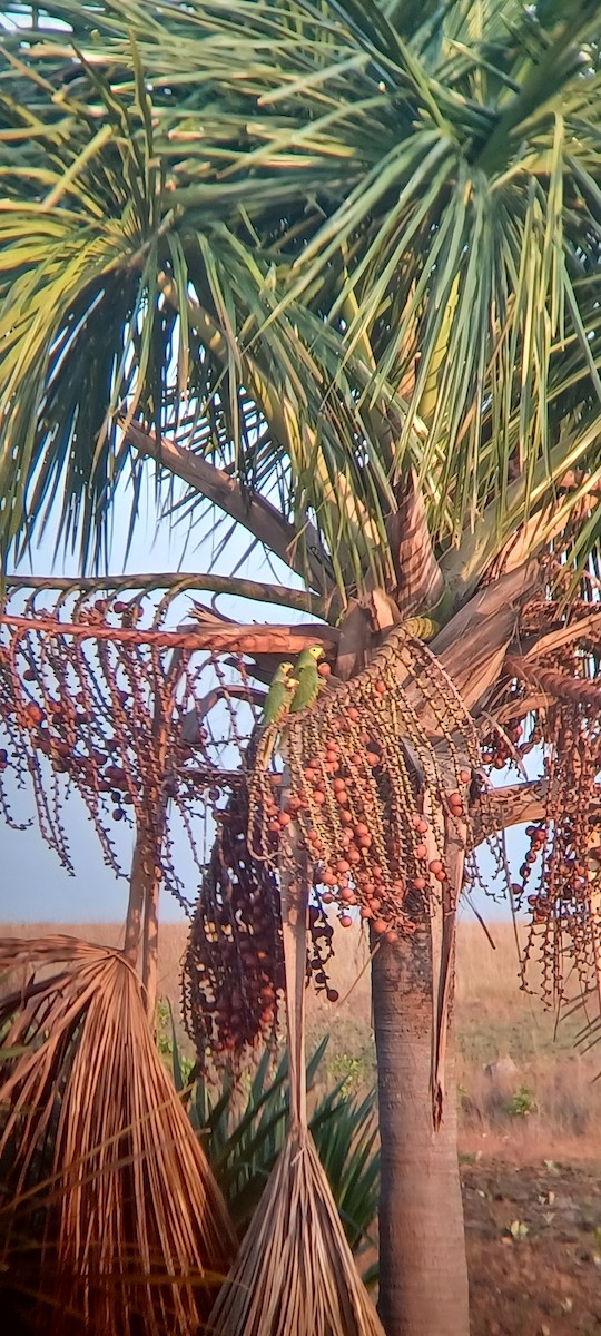 Red-bellied Macaw - ML642434981