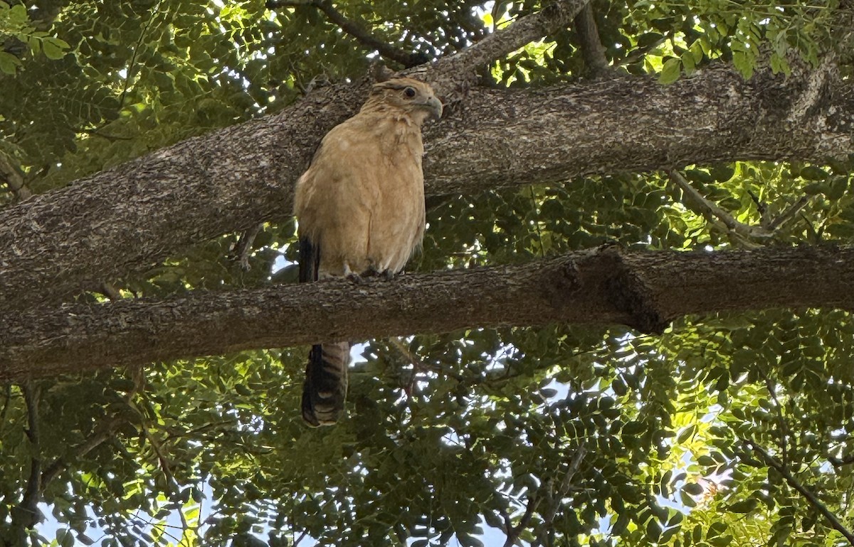 čimango žlutavý - ML642435026