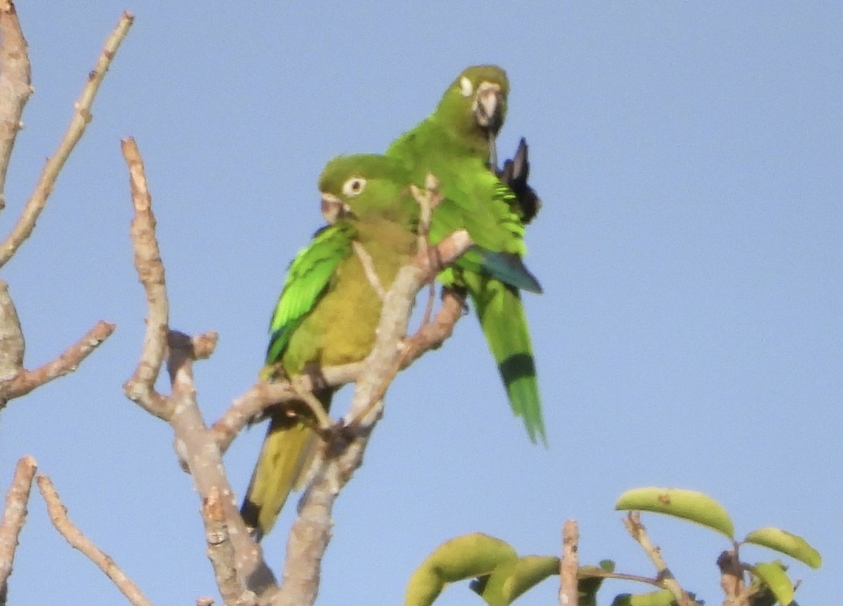 ジャマイカインコ - ML642435036