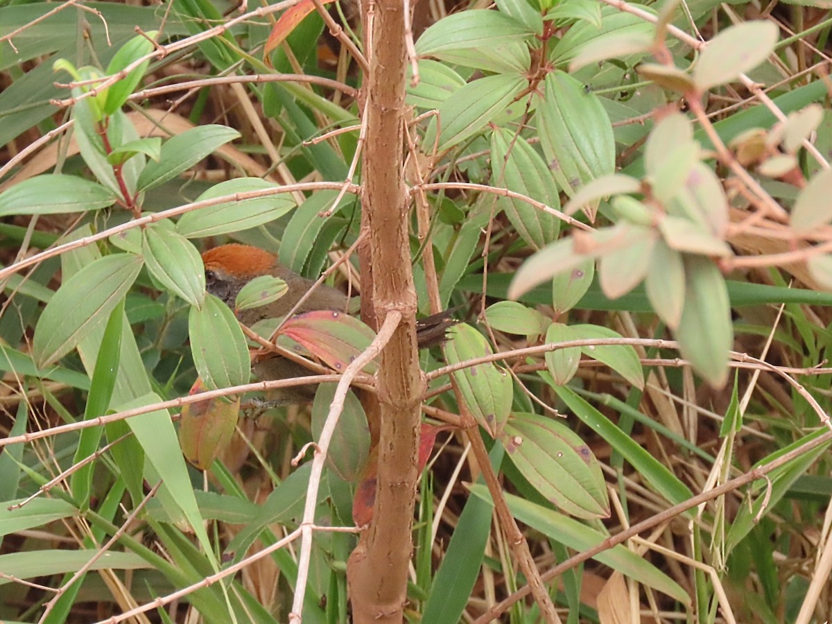 Spix's Spinetail - ML642435047