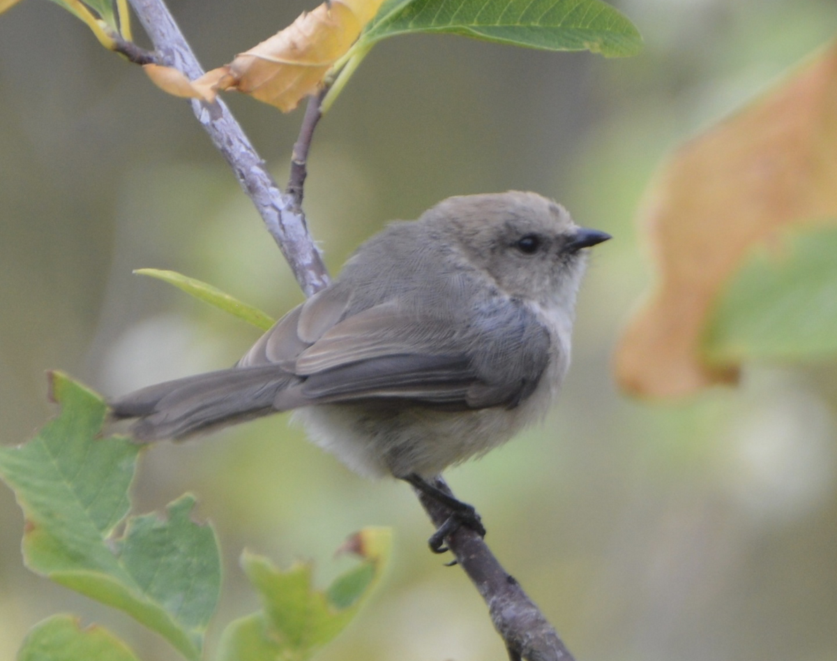 Bushtit - ML642435057