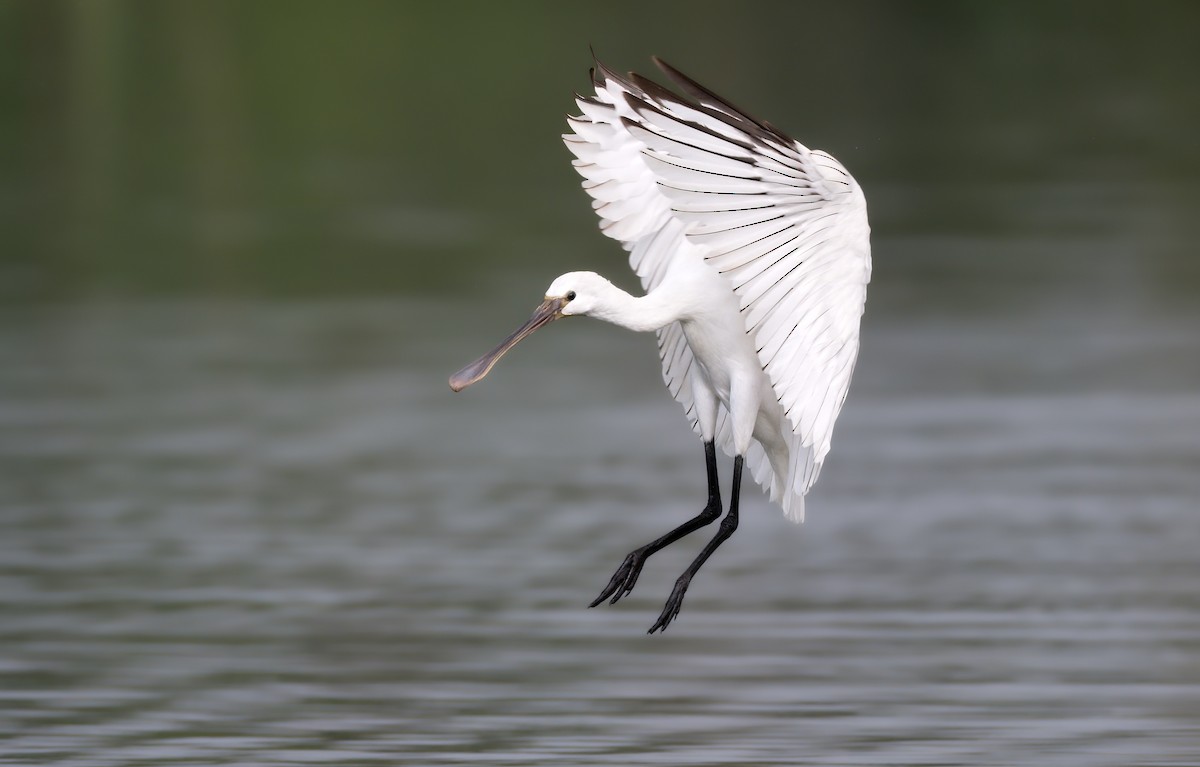Eurasian Spoonbill - ML642435067