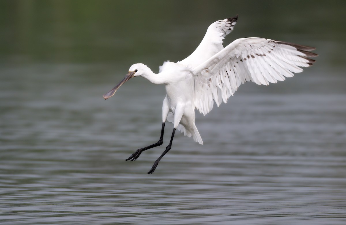 Eurasian Spoonbill - ML642435071