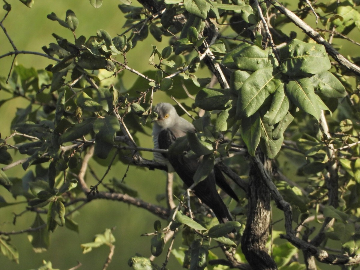 Common Cuckoo - ML642435073