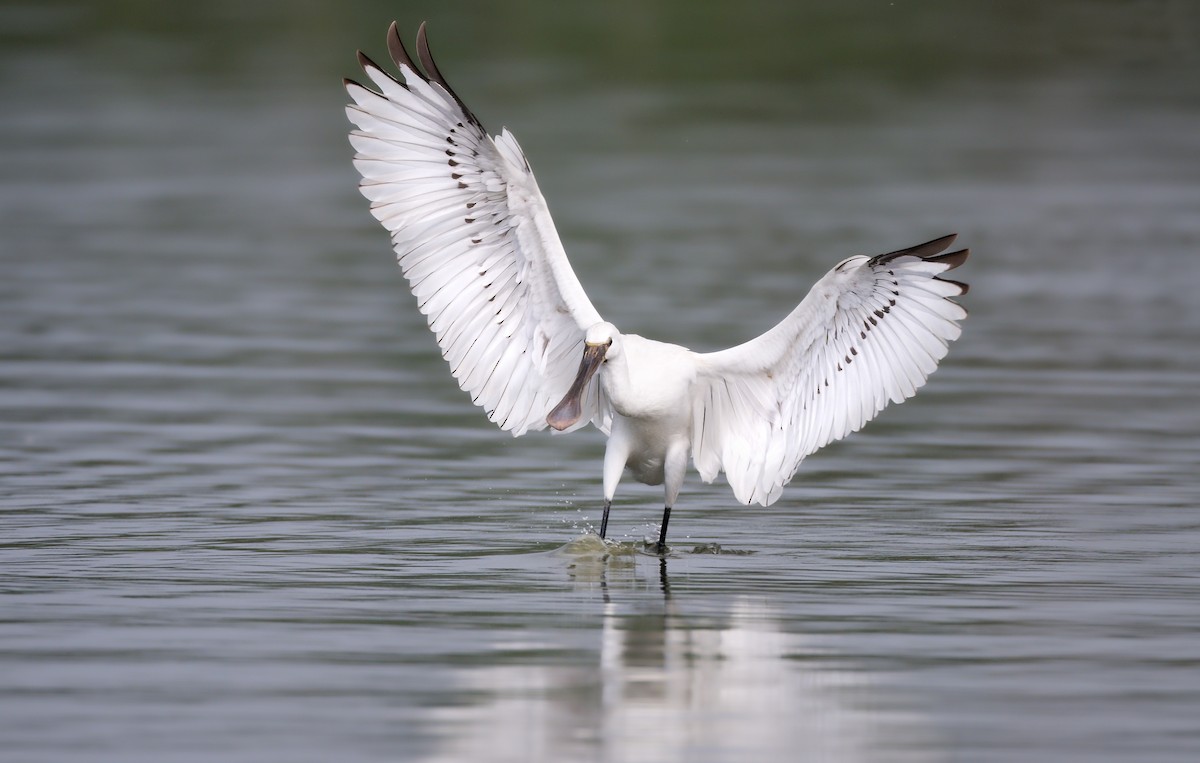 Eurasian Spoonbill - ML642435075