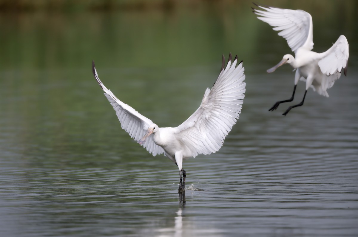 Eurasian Spoonbill - ML642435076
