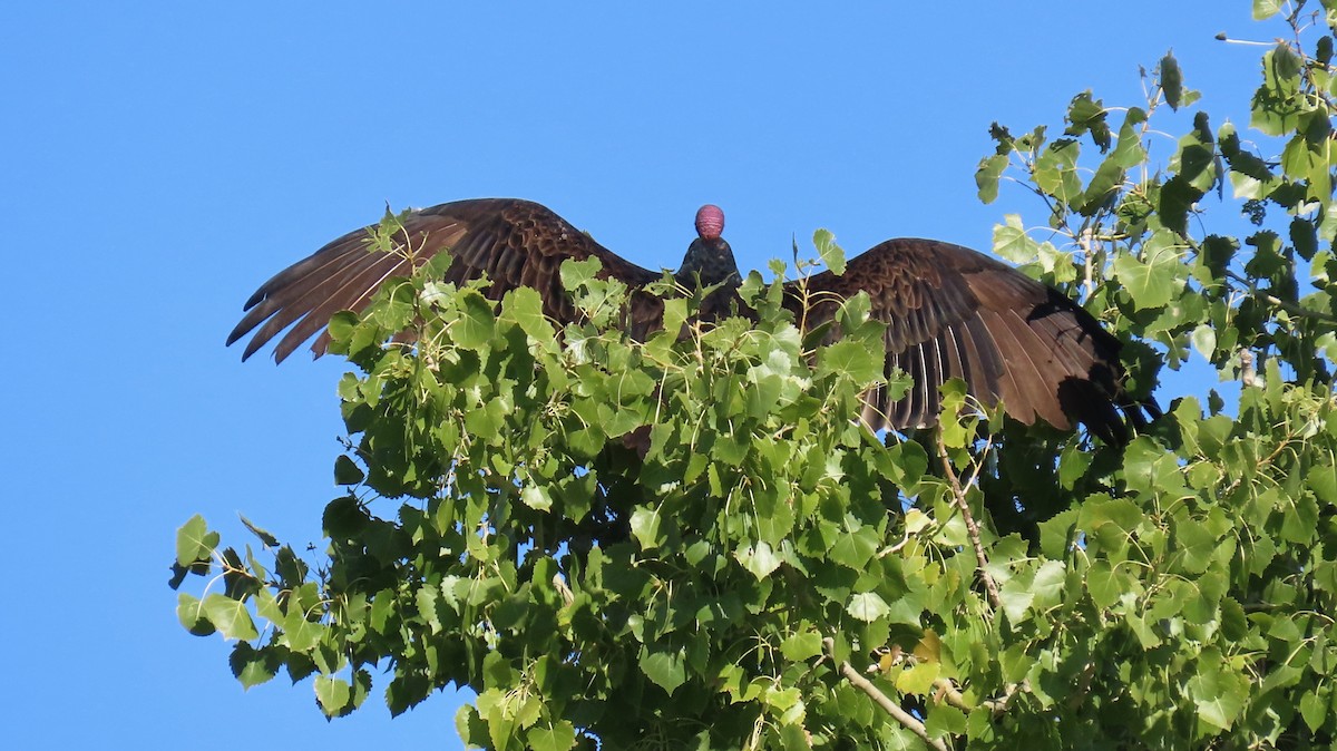 Turkey Vulture - ML642435078