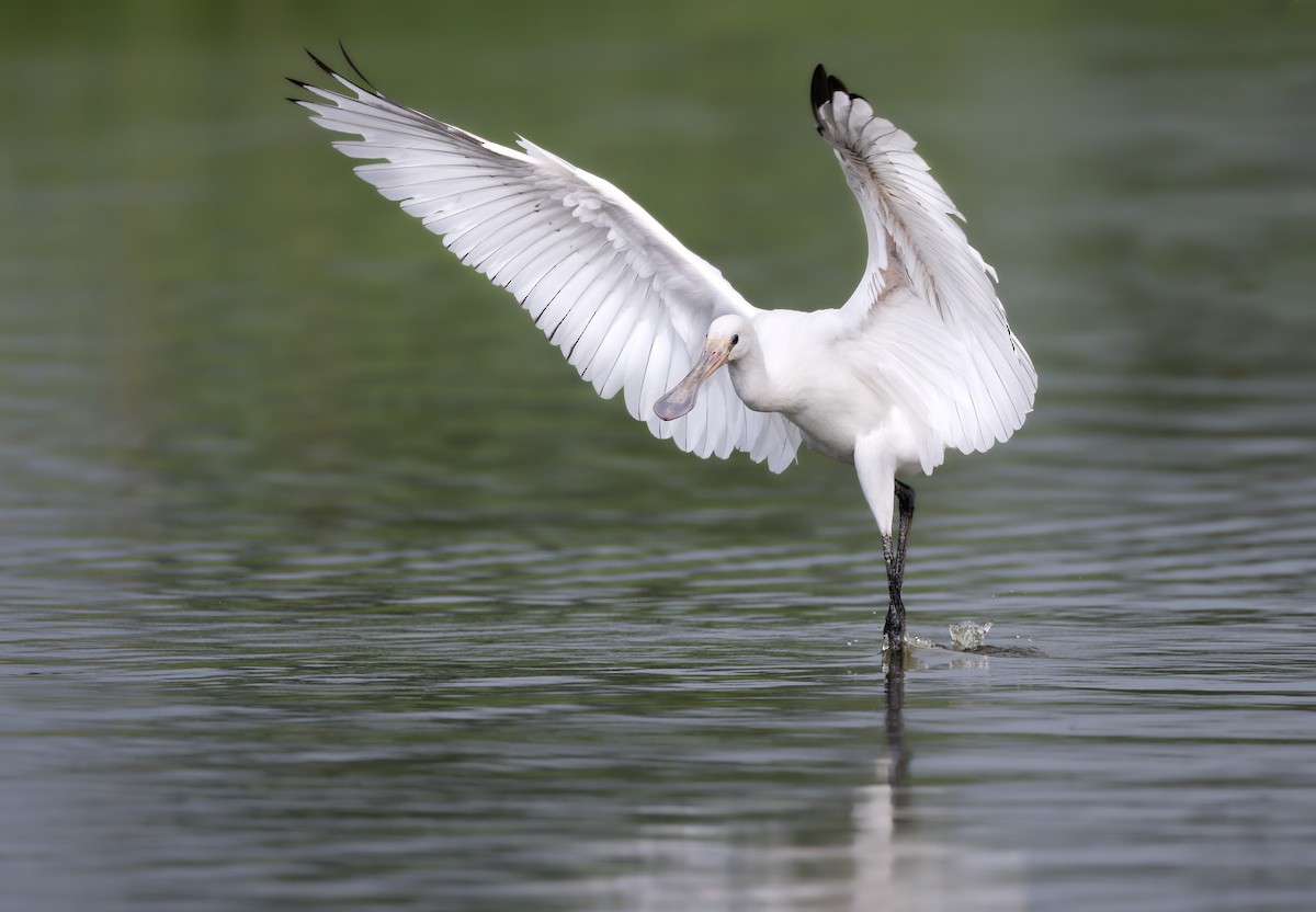 Eurasian Spoonbill - ML642435079