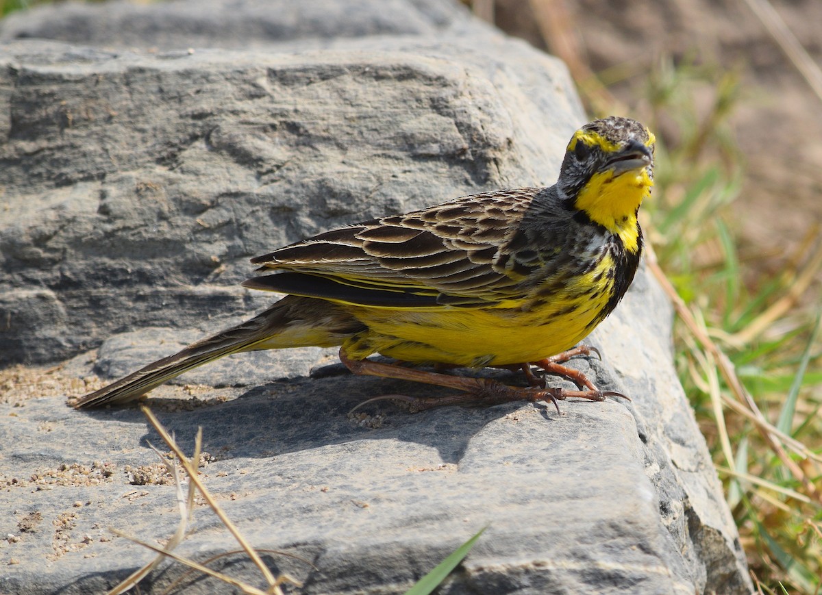 Yellow-throated Longclaw - ML642435080