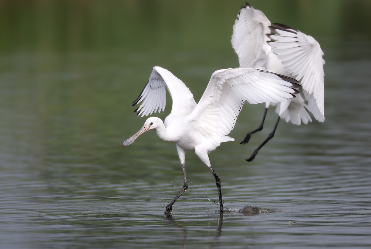 Eurasian Spoonbill - ML642435083