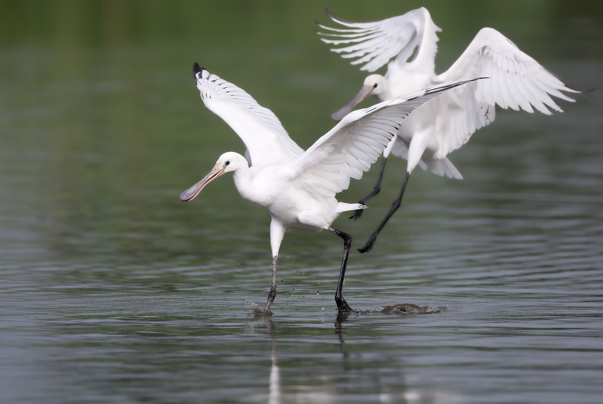 Eurasian Spoonbill - ML642435087