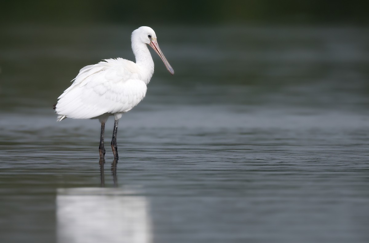 Eurasian Spoonbill - ML642435089