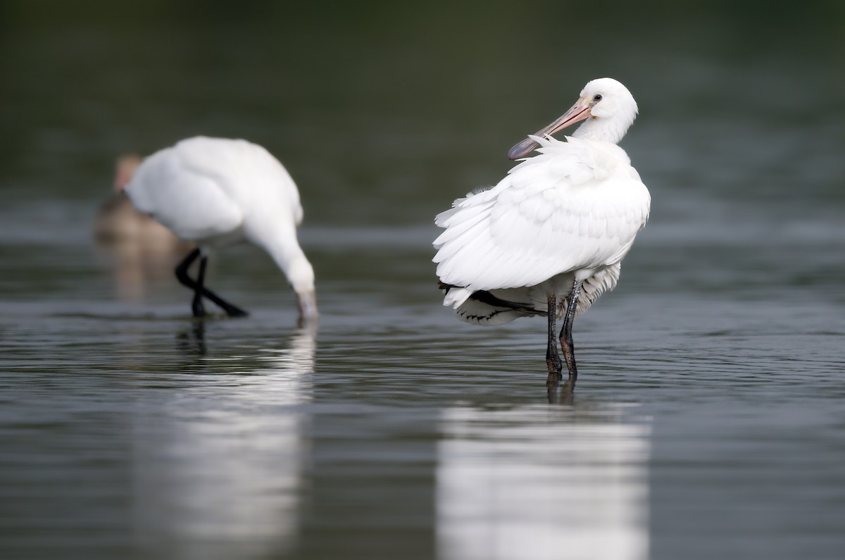 Eurasian Spoonbill - ML642435091