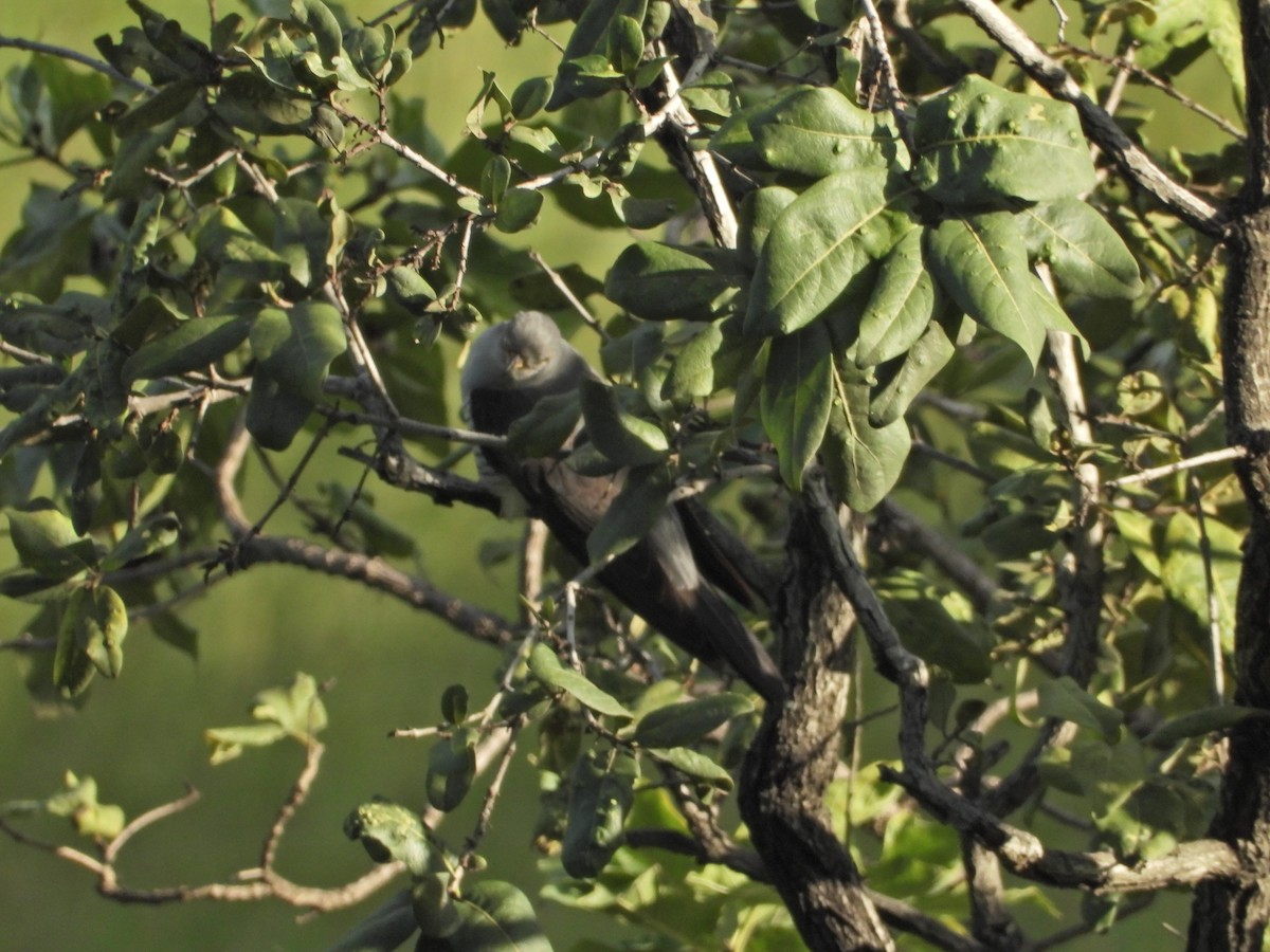 Common Cuckoo - ML642435092