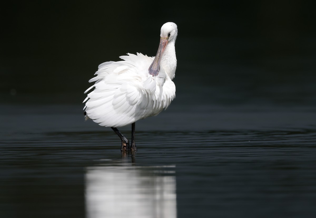 Eurasian Spoonbill - ML642435095