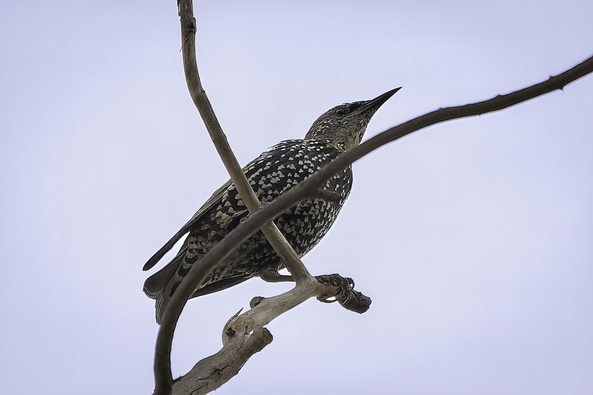 European Starling - ML642435097