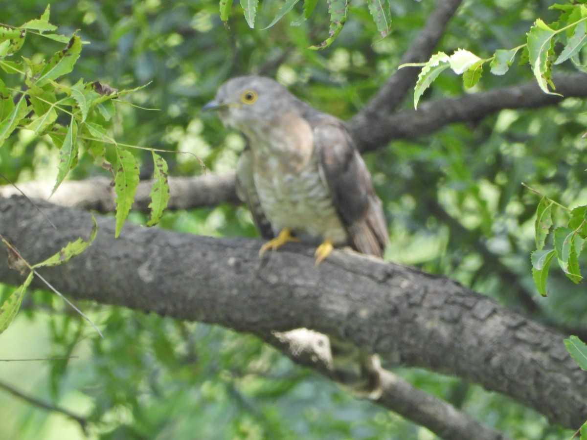 Common Hawk-Cuckoo - ML642435102
