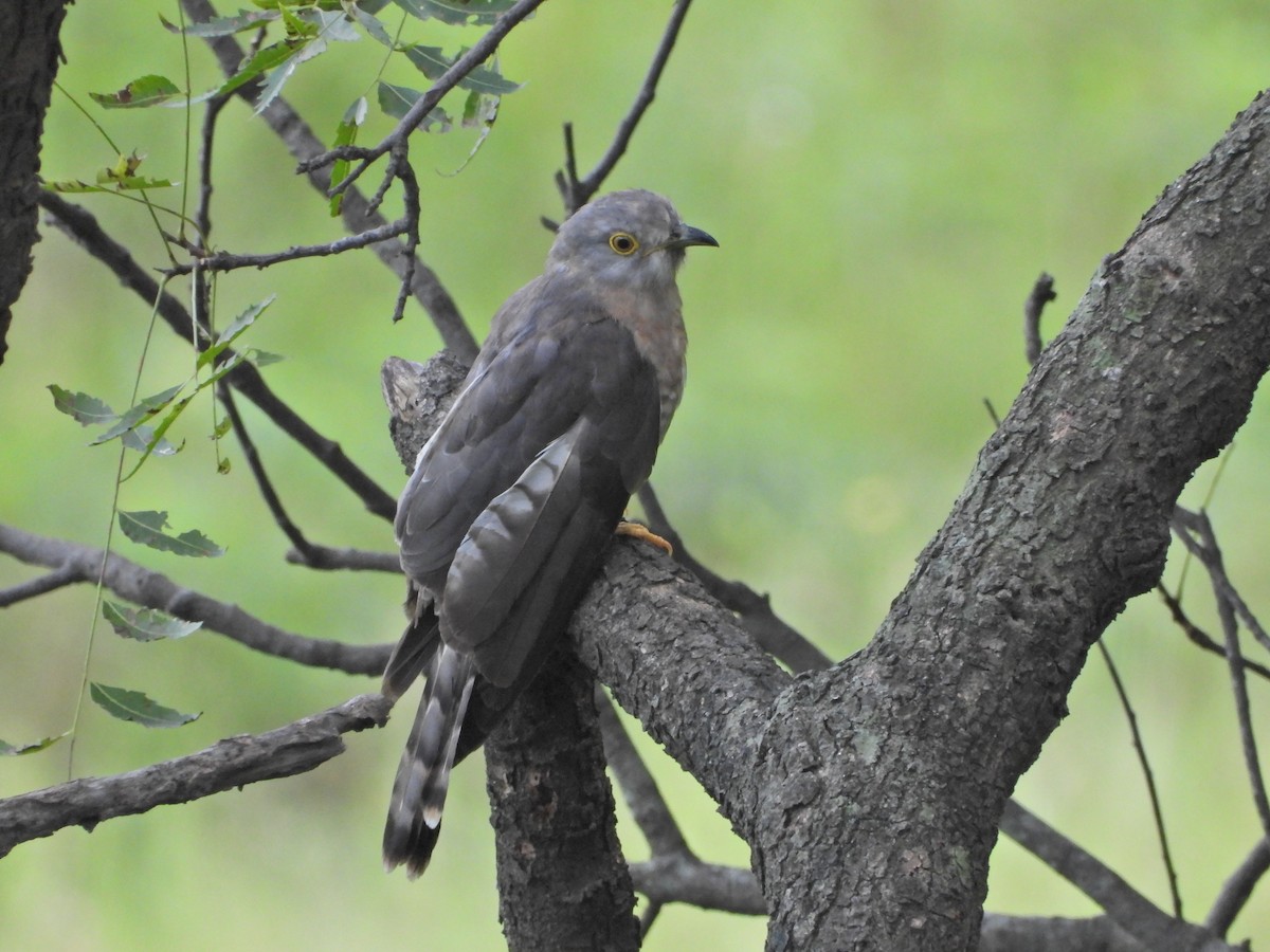Common Hawk-Cuckoo - ML642435106