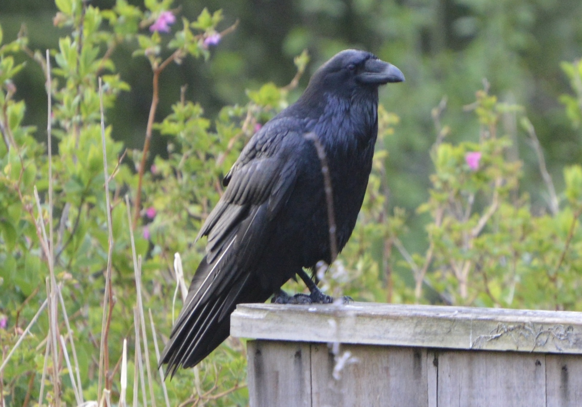 Common Raven - ML642435107