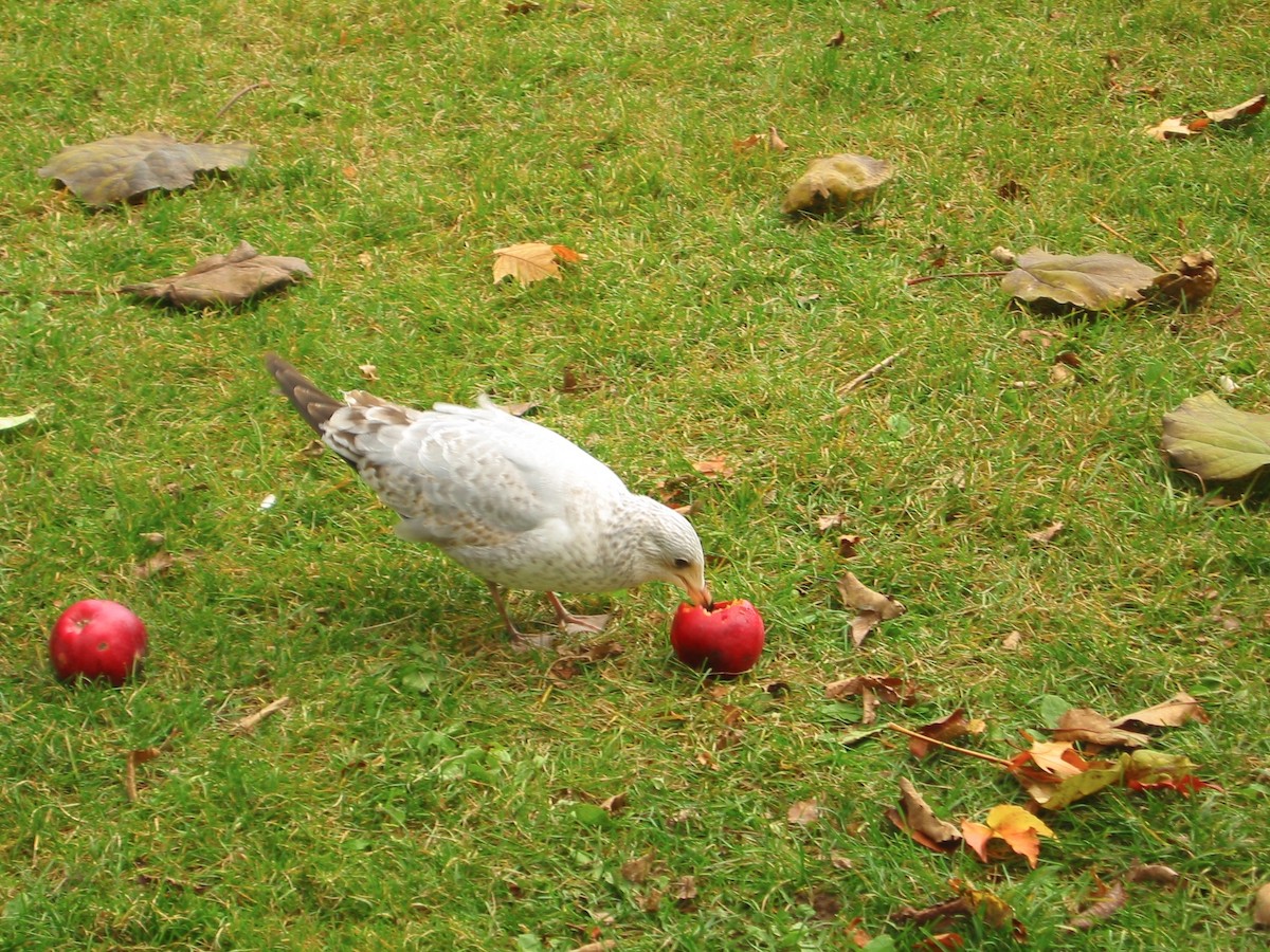 クロワカモメ - ML642435126