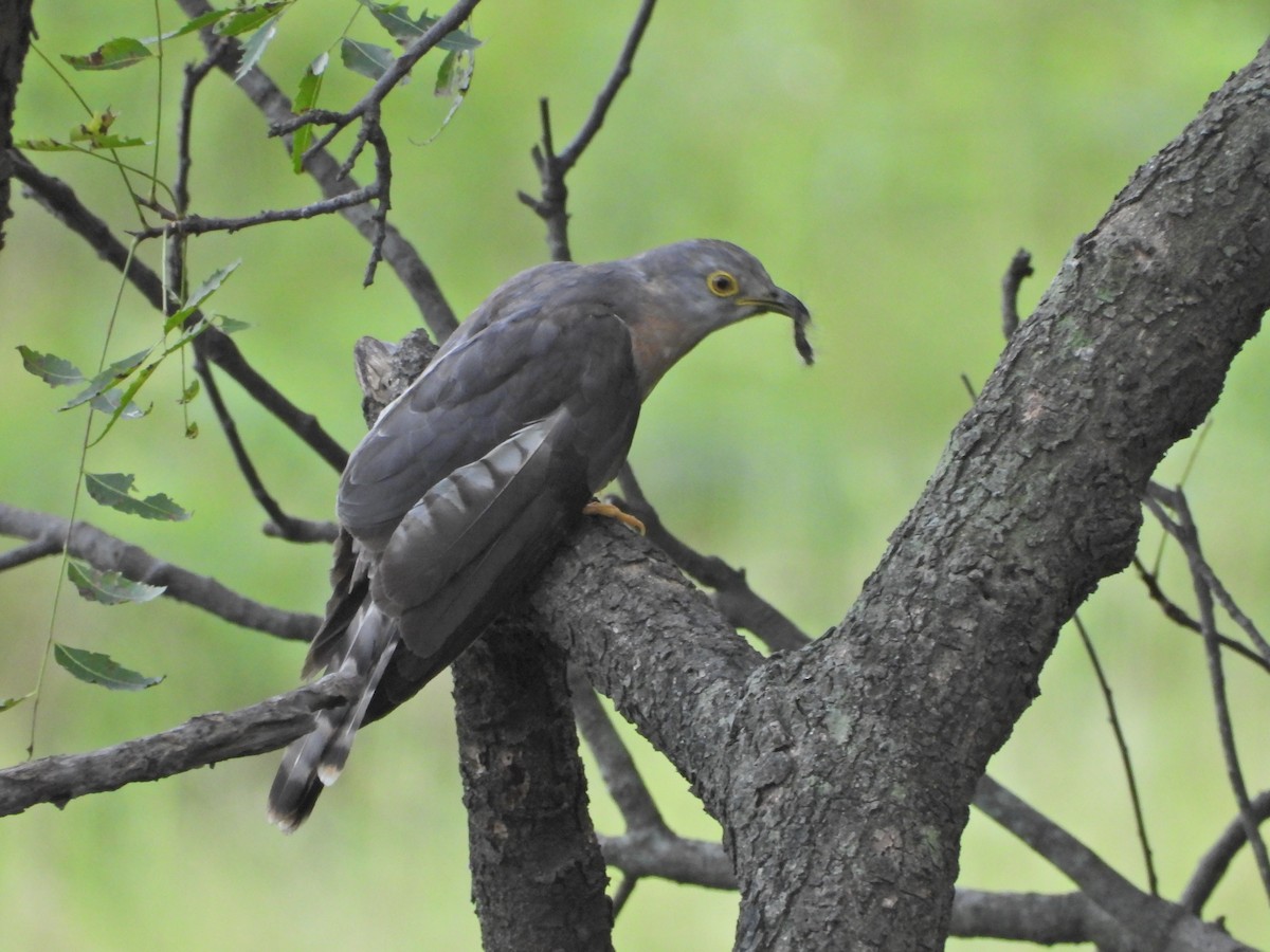 Common Hawk-Cuckoo - ML642435127