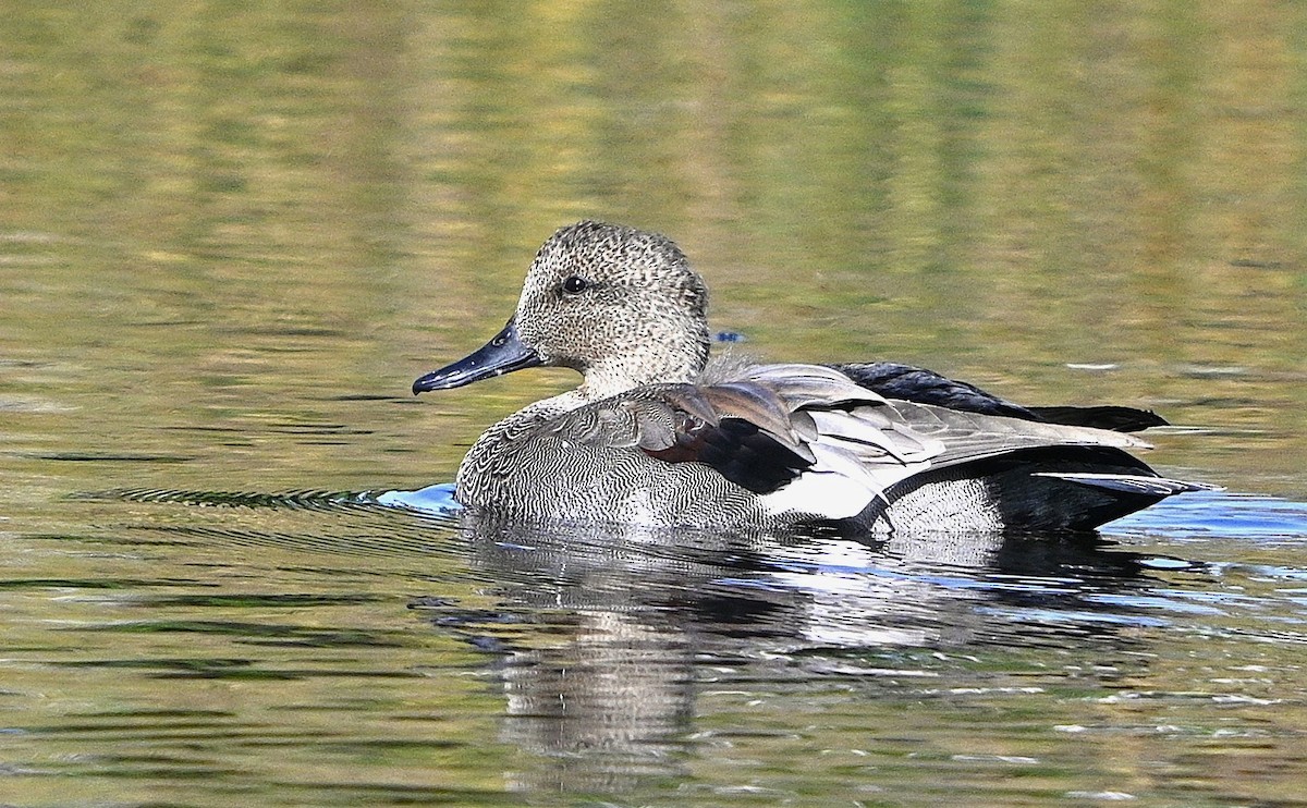 Gadwall - ML642435138
