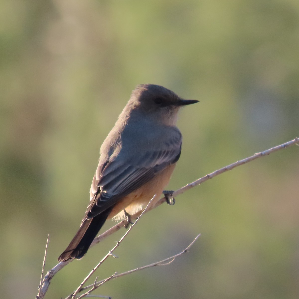 Say's Phoebe - ML642435154