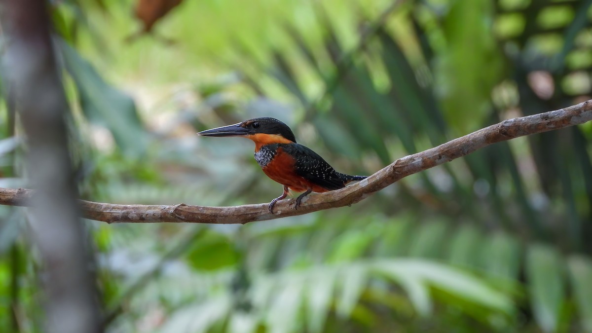 Green-and-rufous Kingfisher - ML642435156