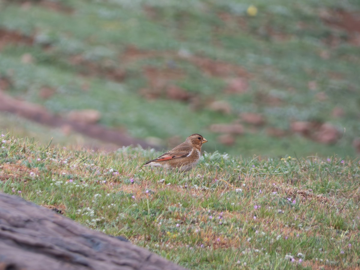 Crimson-winged Finch - ML642435157