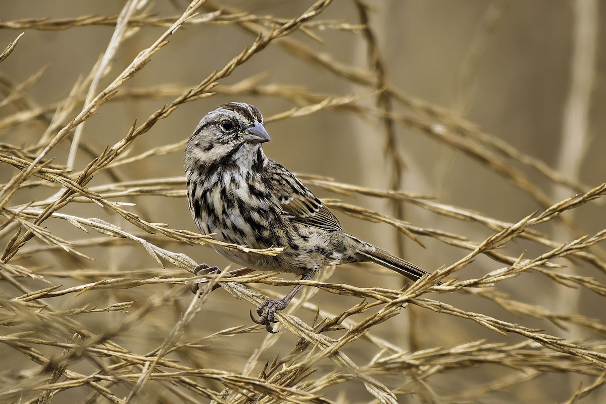 Song Sparrow - ML642435158