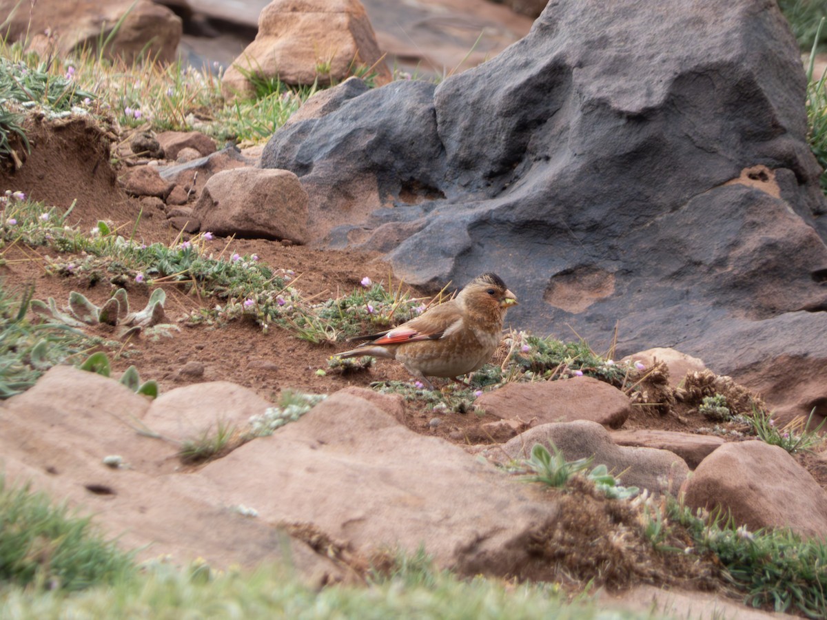 Crimson-winged Finch - ML642435160