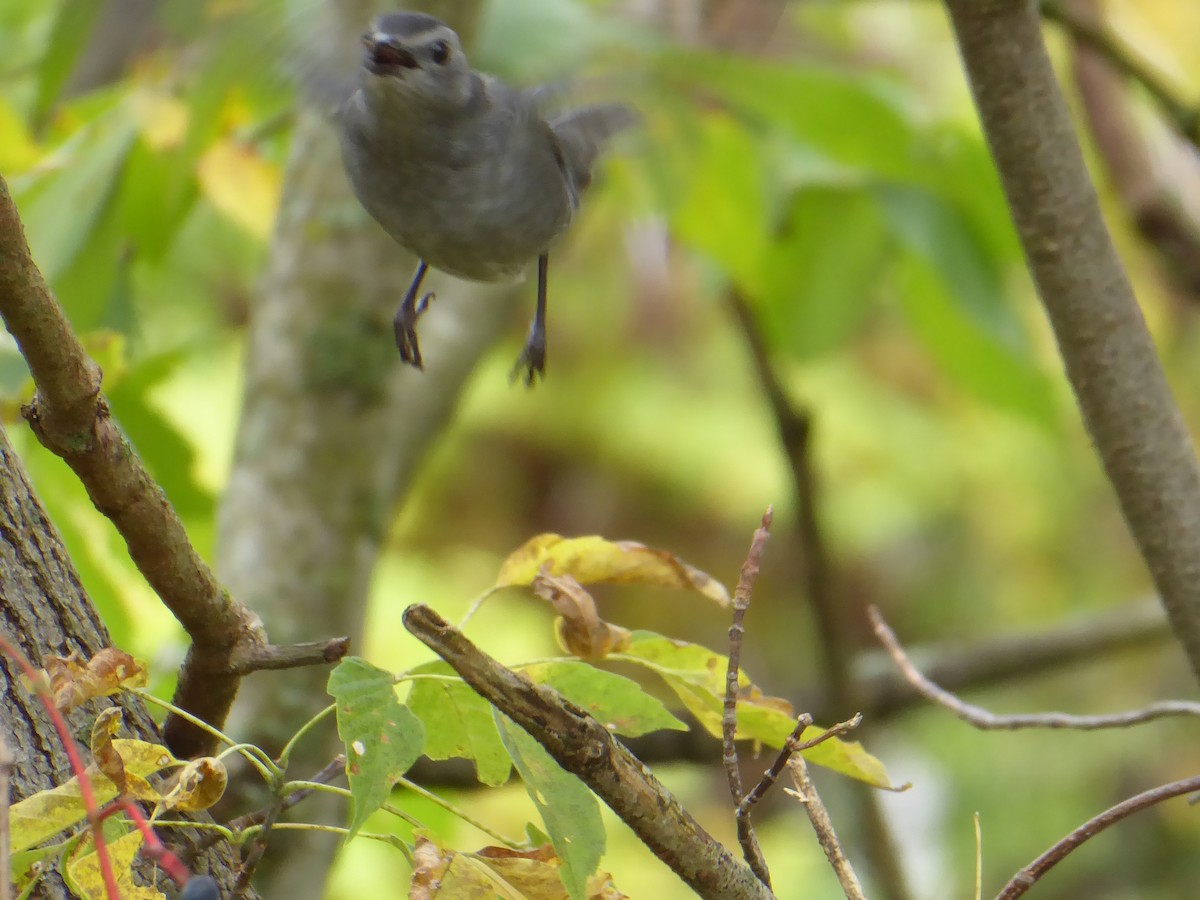 Gray Catbird - ML642435161