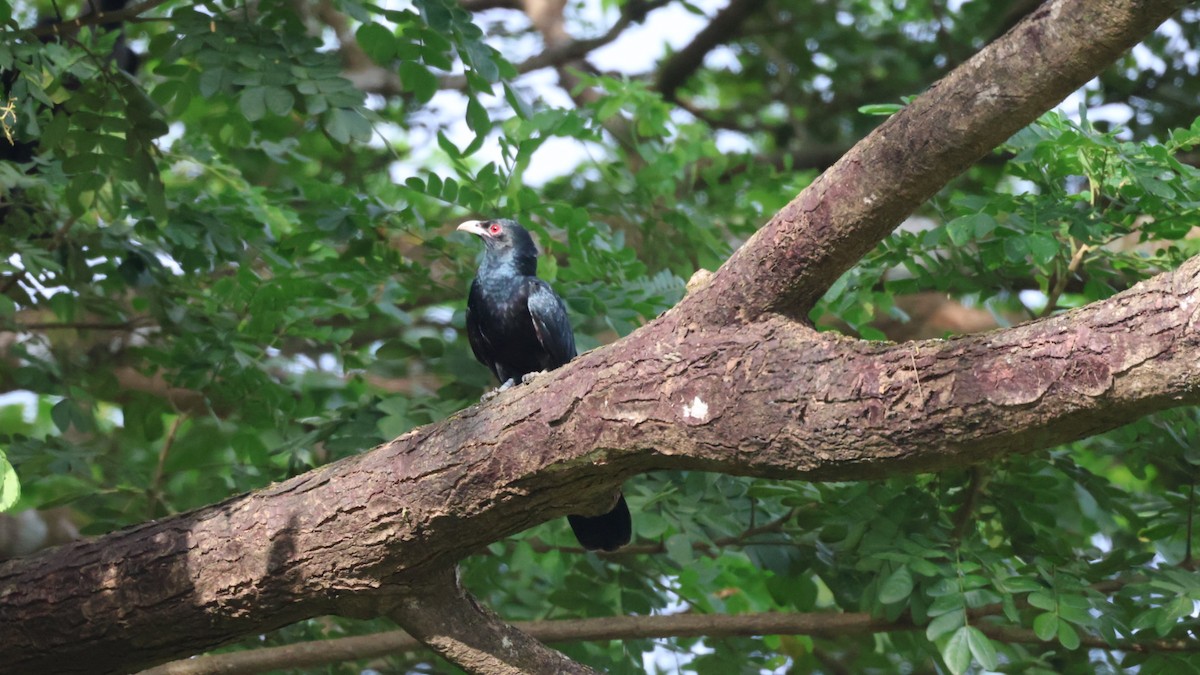 Asian Koel - ML642435162