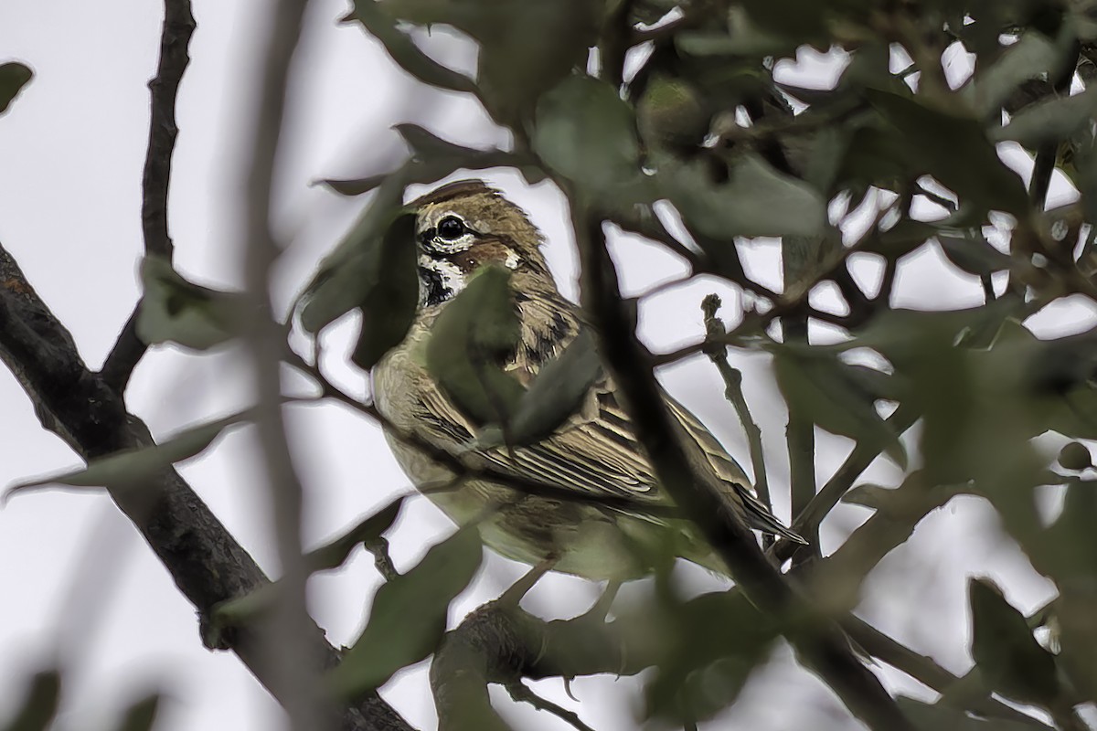 Lark Sparrow - ML642435163