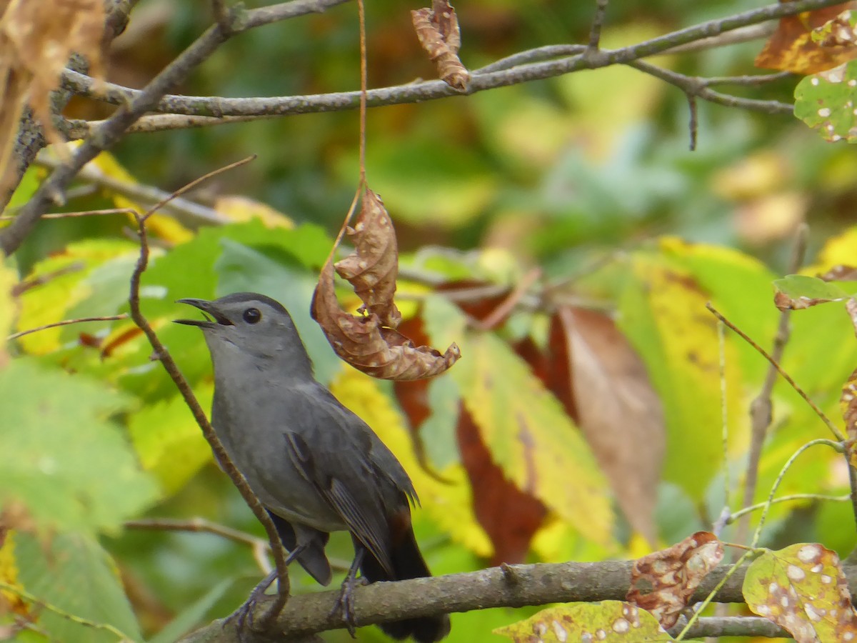 Gray Catbird - ML642435168