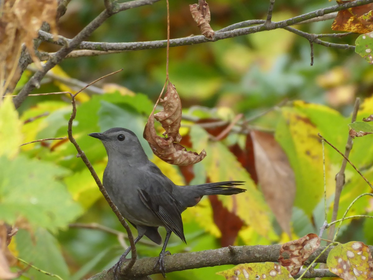 Gray Catbird - ML642435169