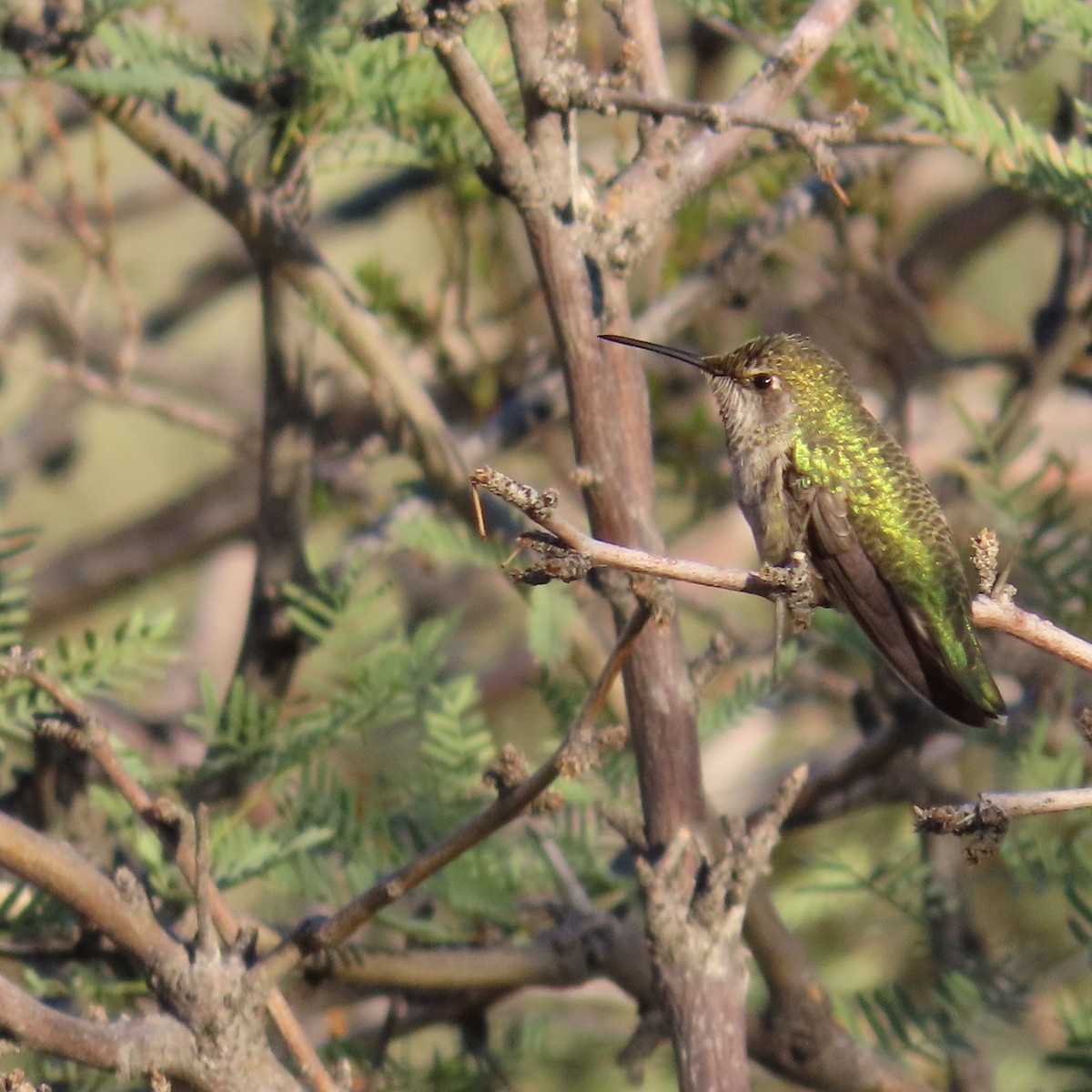 Costa's Hummingbird - ML642435174