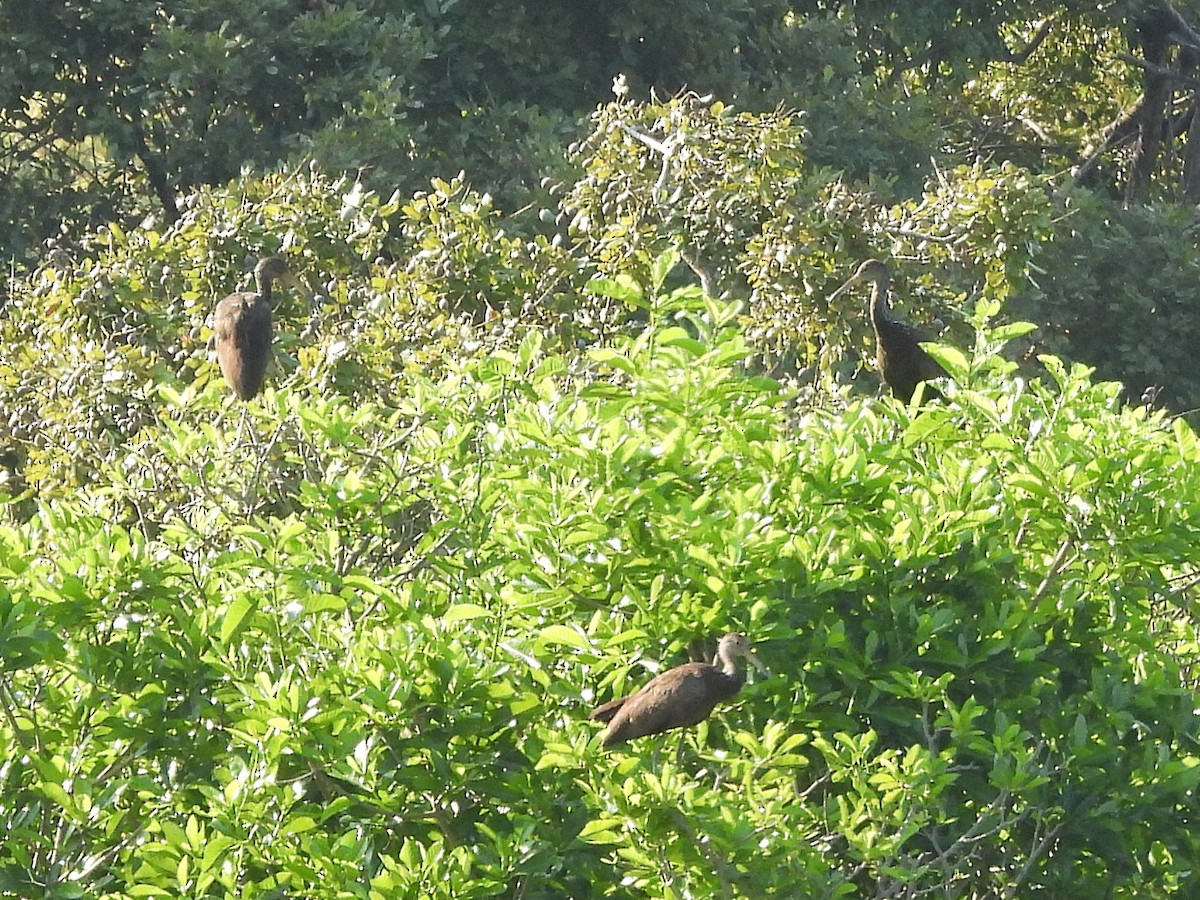 Limpkin - ML642435175