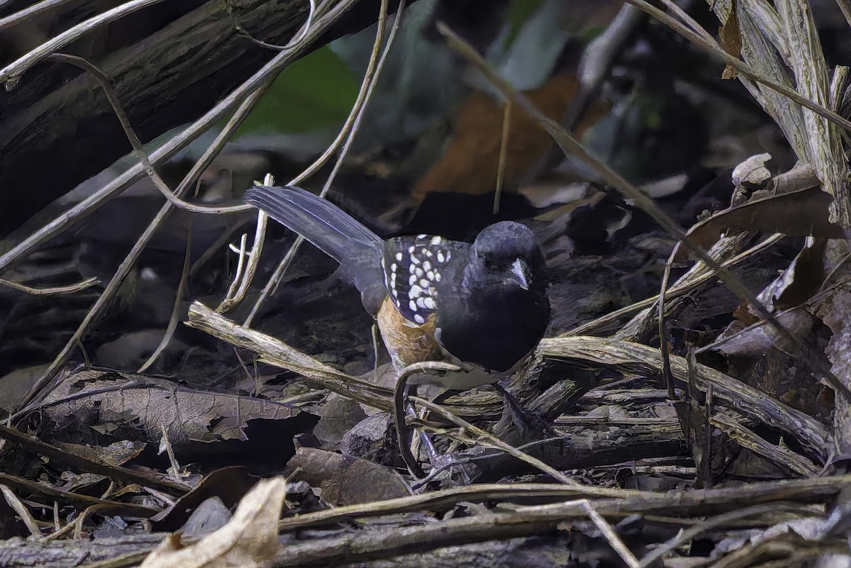 Spotted Towhee - ML642435177