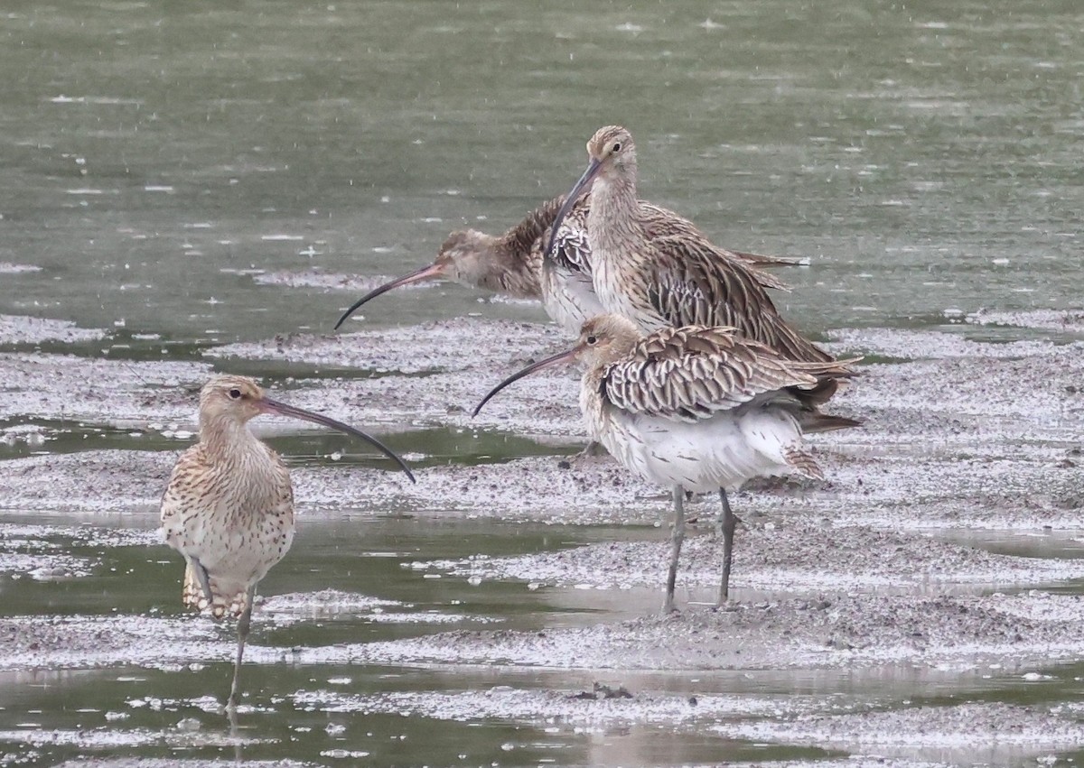 Eurasian Curlew - ML642435179