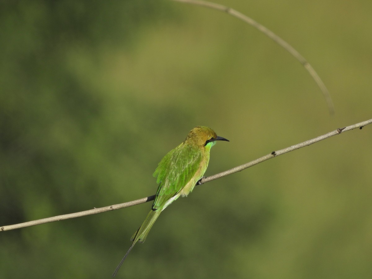 Asian Green Bee-eater - ML642435180
