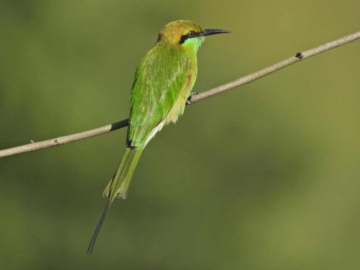 Asian Green Bee-eater - ML642435181
