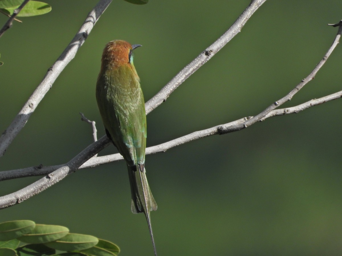 Asian Green Bee-eater - ML642435182