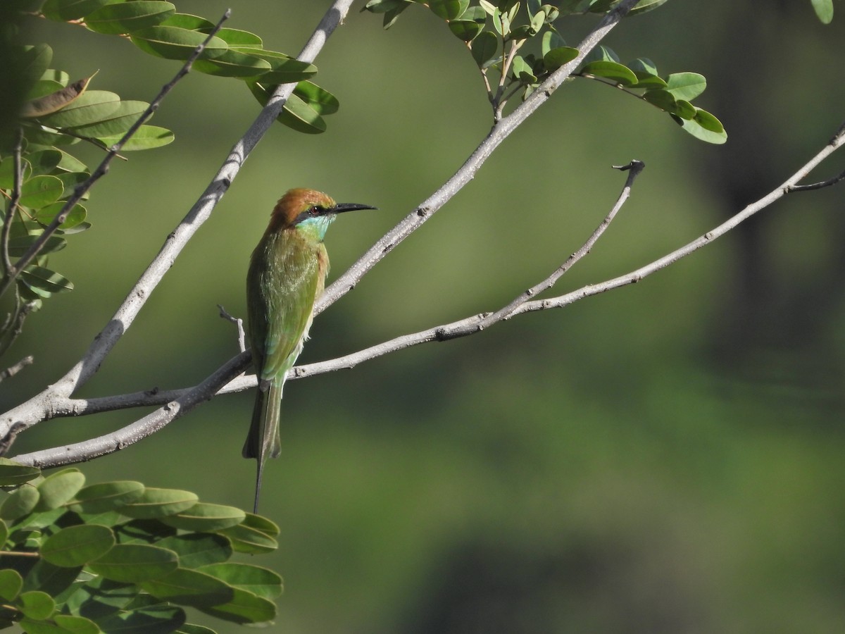 Asian Green Bee-eater - ML642435183