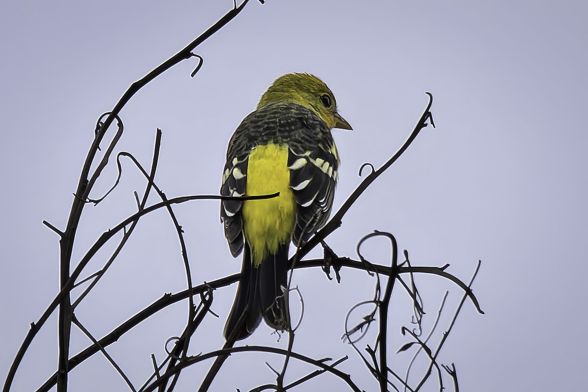 Western Tanager - ML642435186