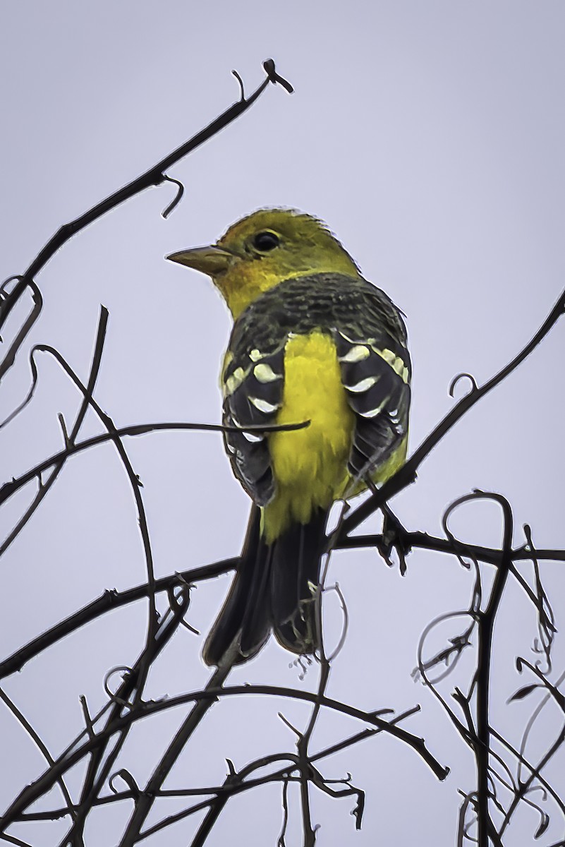 Western Tanager - ML642435187