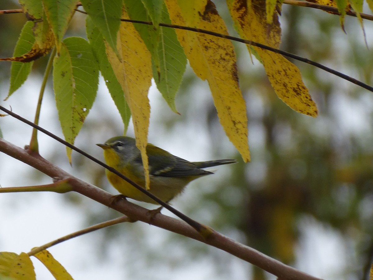 Northern Parula - ML642435189