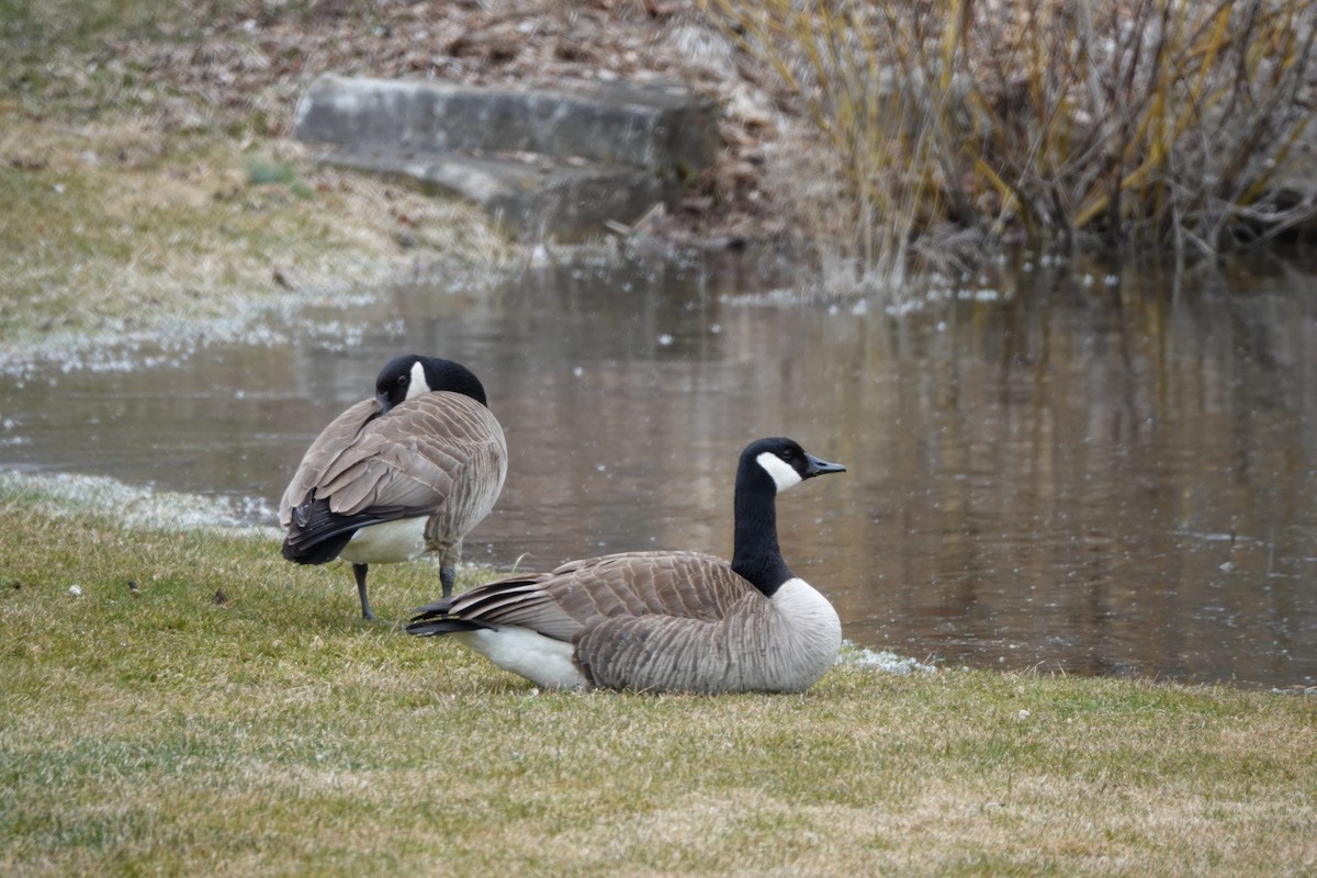 Canada Goose - ML642435190