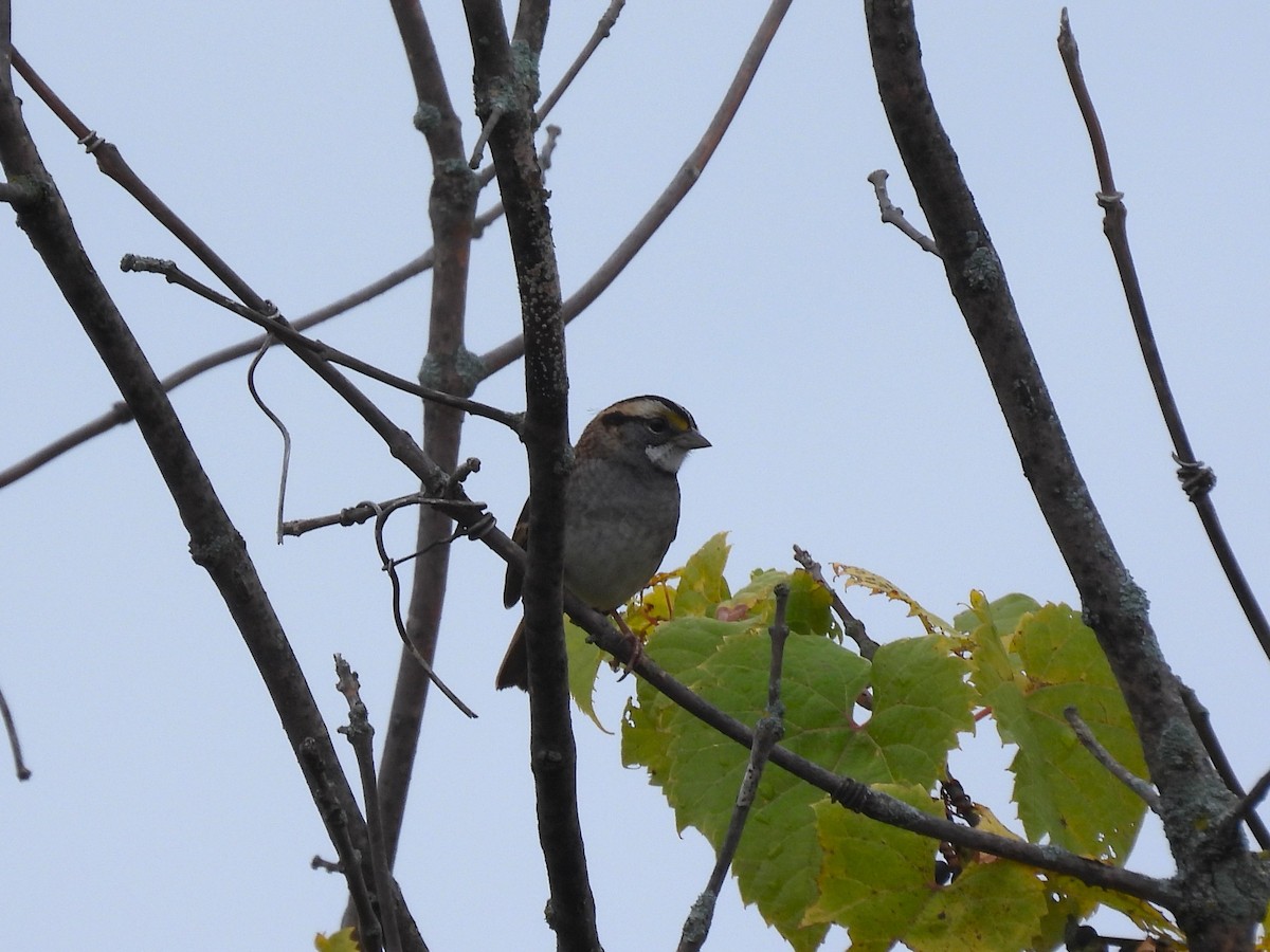 White-throated Sparrow - ML642435195