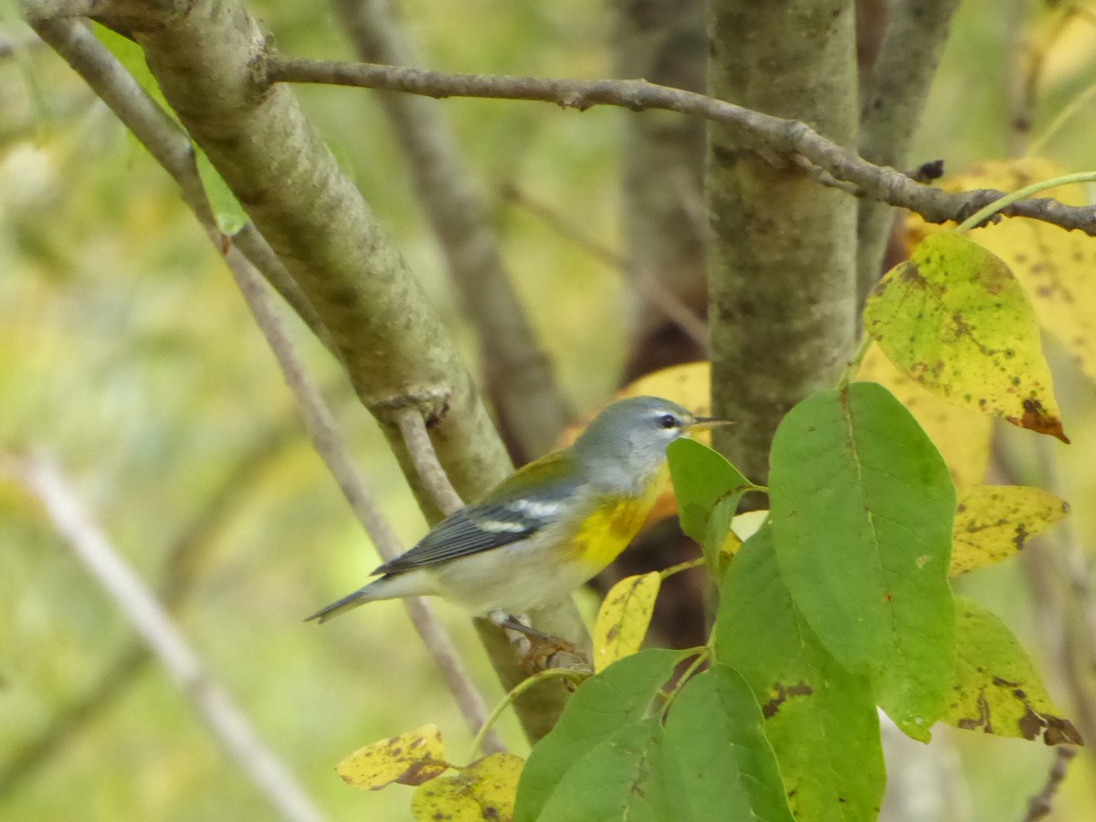 Northern Parula - ML642435196